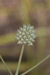 Southern rattlesnake master